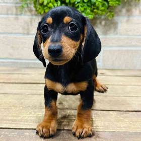 Dachshund