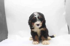 Mini Bernedoodle