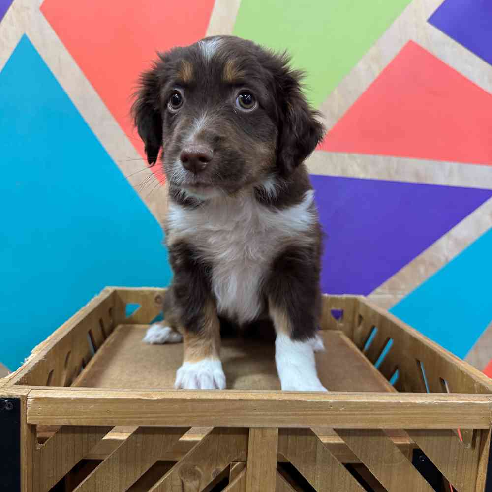 carousel pet images