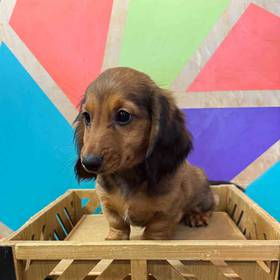 Dachshund