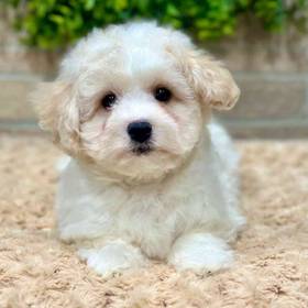 Bichon