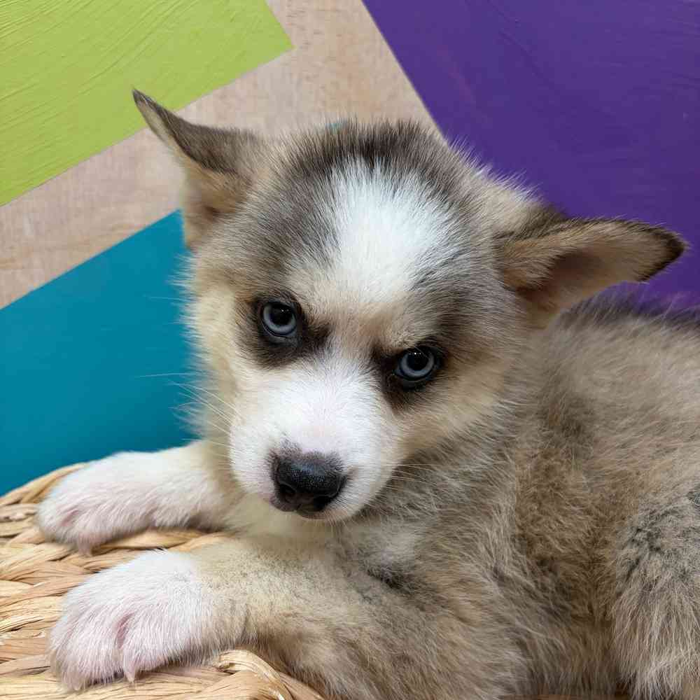 Image of a pet breed in the gallery