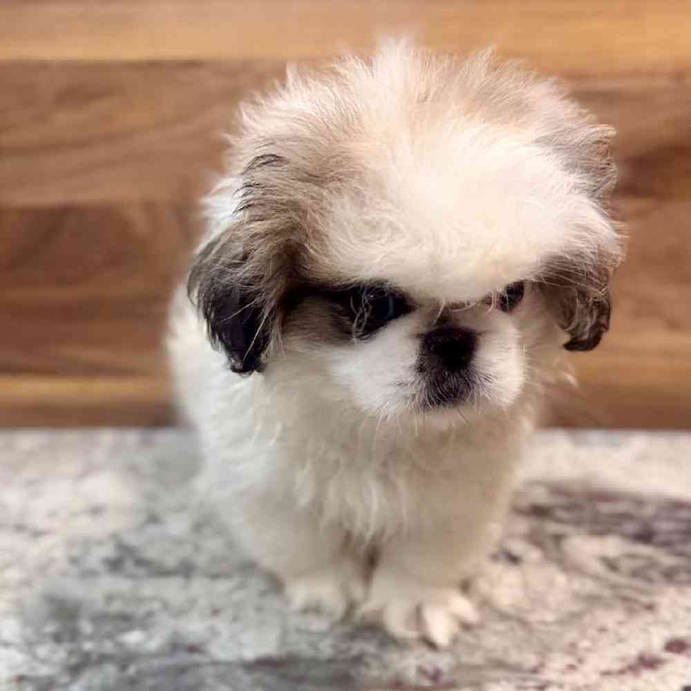 Image of a pet breed in the gallery