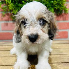 Cockapoo