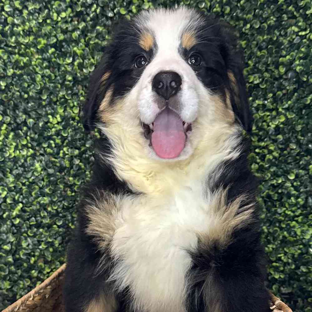 carousel pet images
