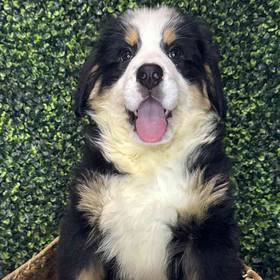 Bernese Mountain Dog