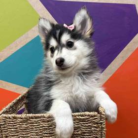 Pomsky