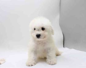 Bichon