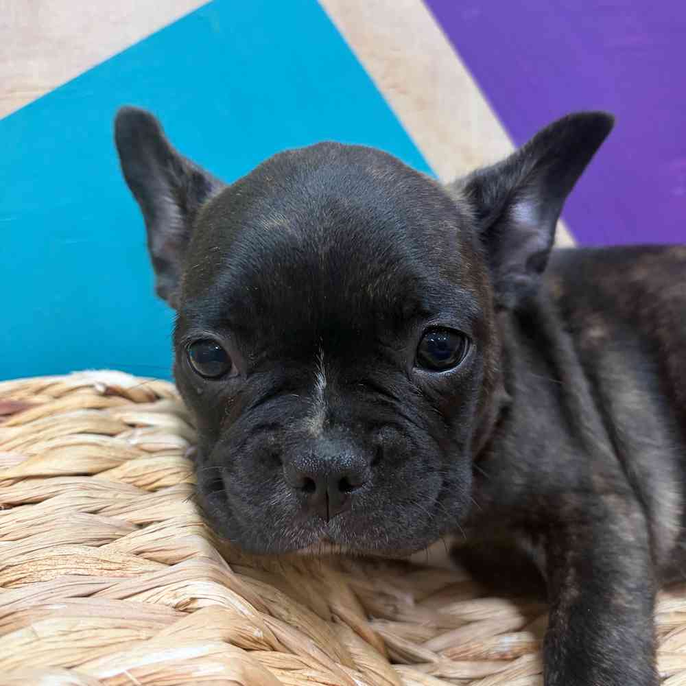 Image of a pet breed in the gallery