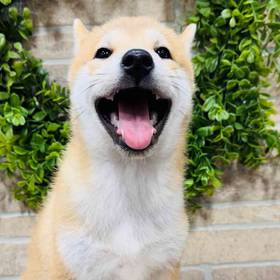 Shiba Inu