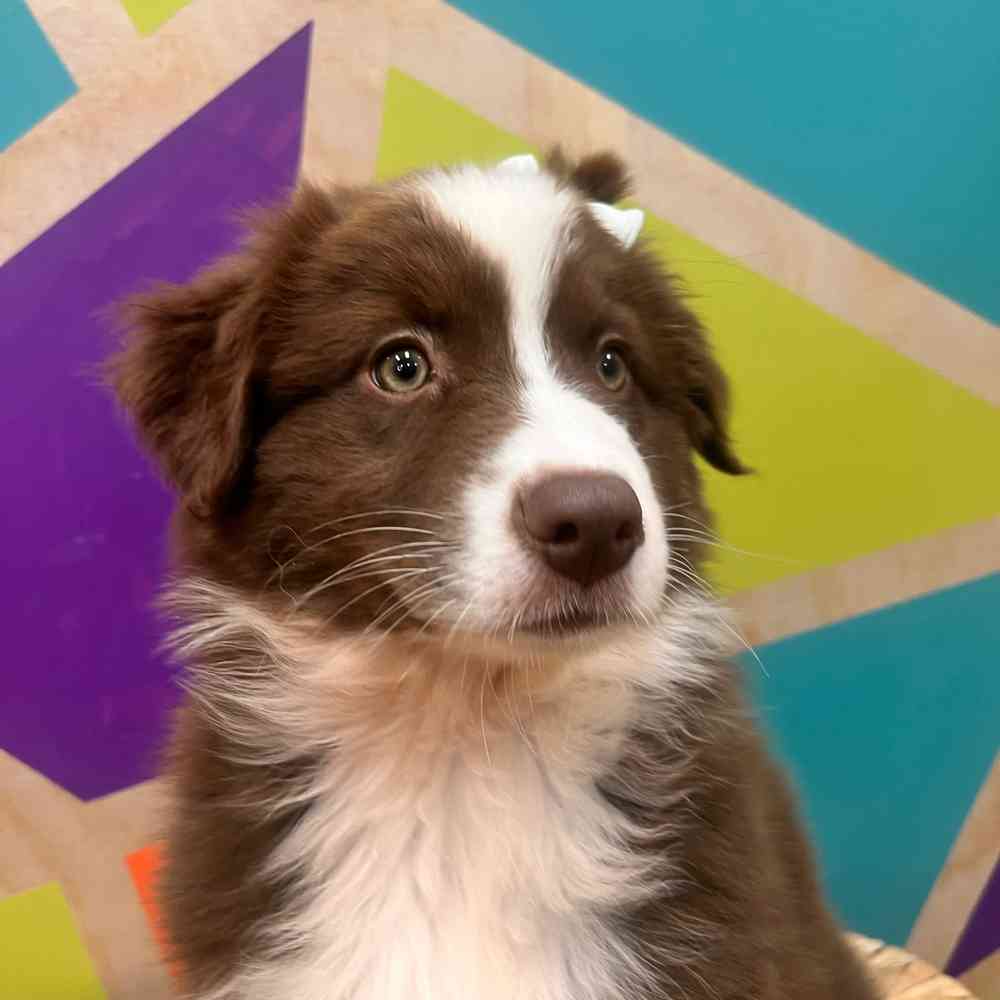 carousel pet images