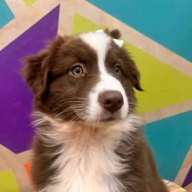 Mini Aussie