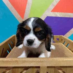Cavalier King Charles Spaniel