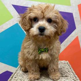 Cavapoo
