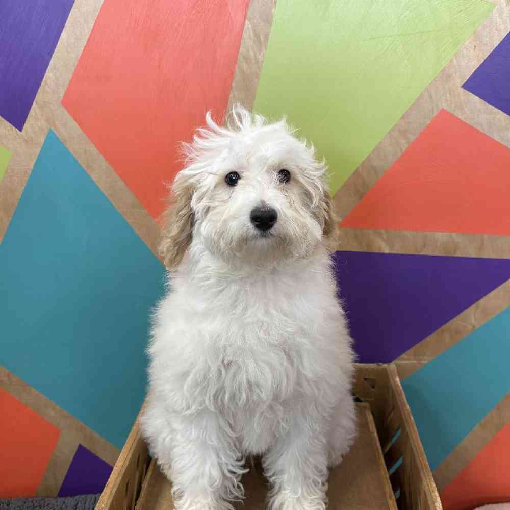 carousel pet images