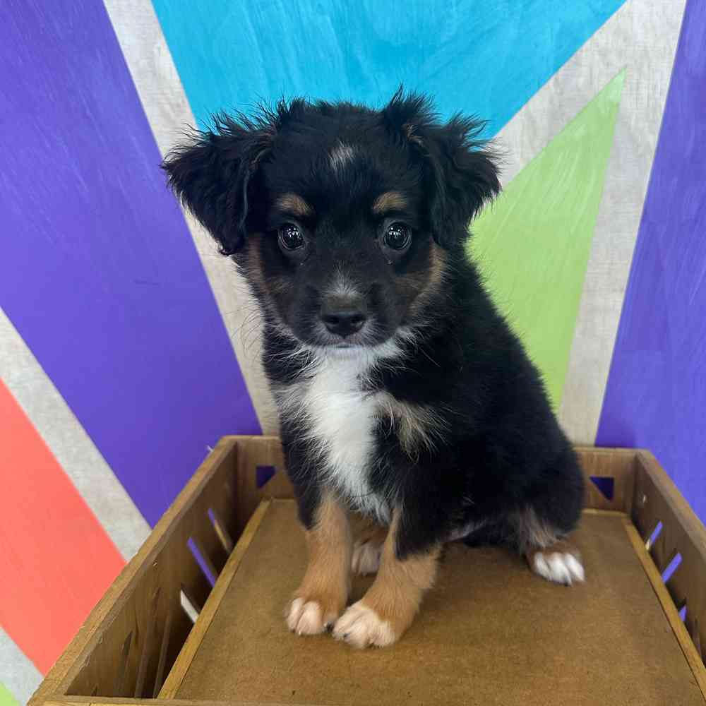 carousel pet images