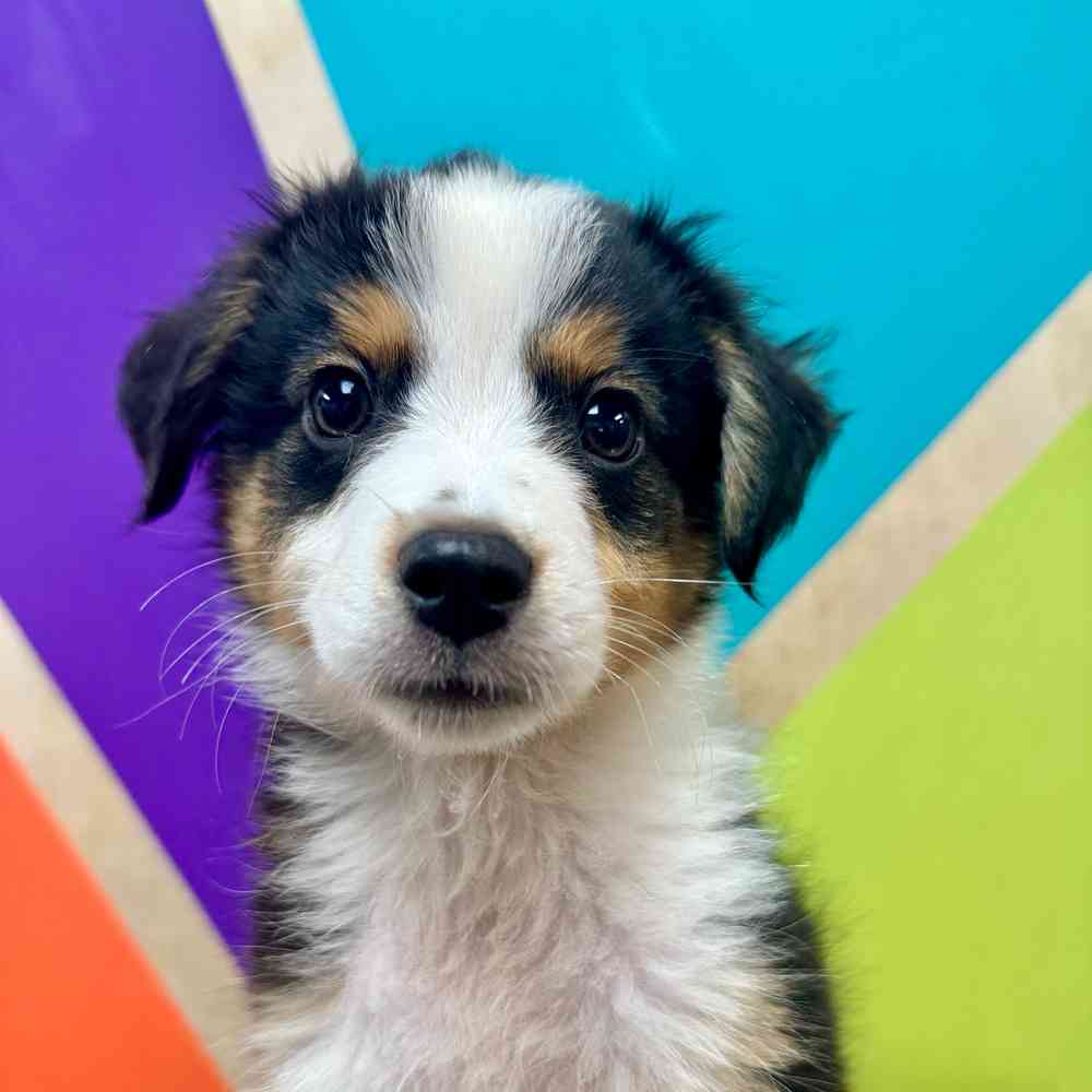 carousel pet images