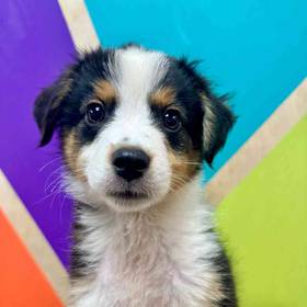 Miniature American Shepherd