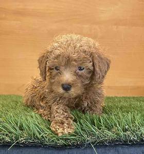 Mini Poodle
