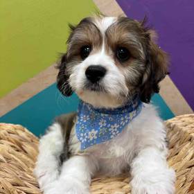 Cavachon