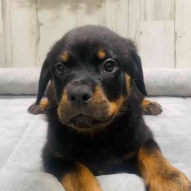 Rottweiler