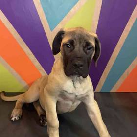 English Mastiff