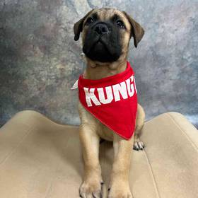 Bullmastiff