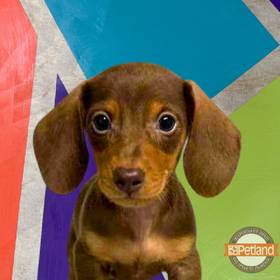 Mini Dachshund