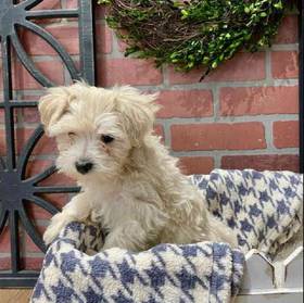Maltipoo