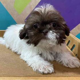 Shih Tzu