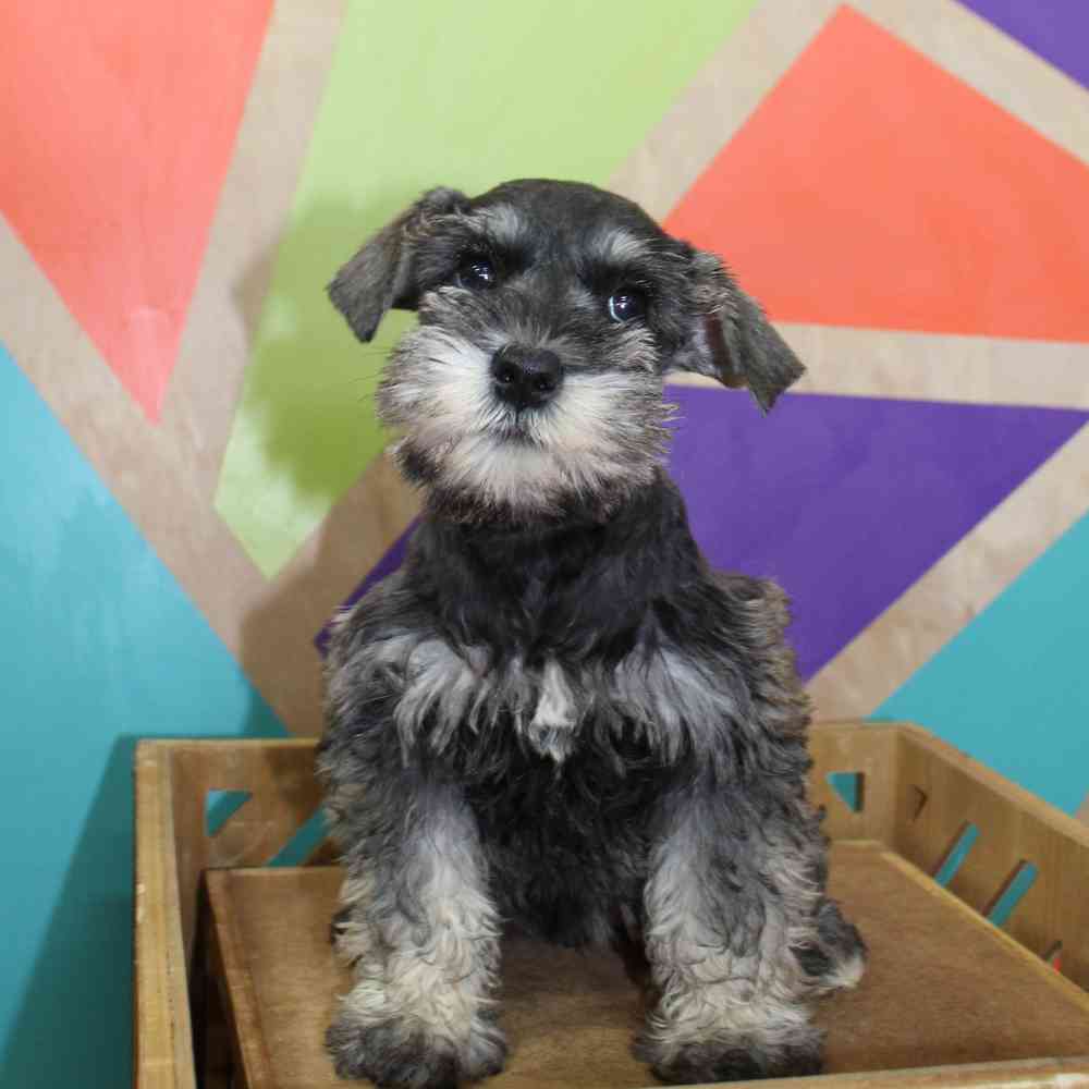 Image of a pet breed in the gallery