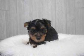 Silky Terrier