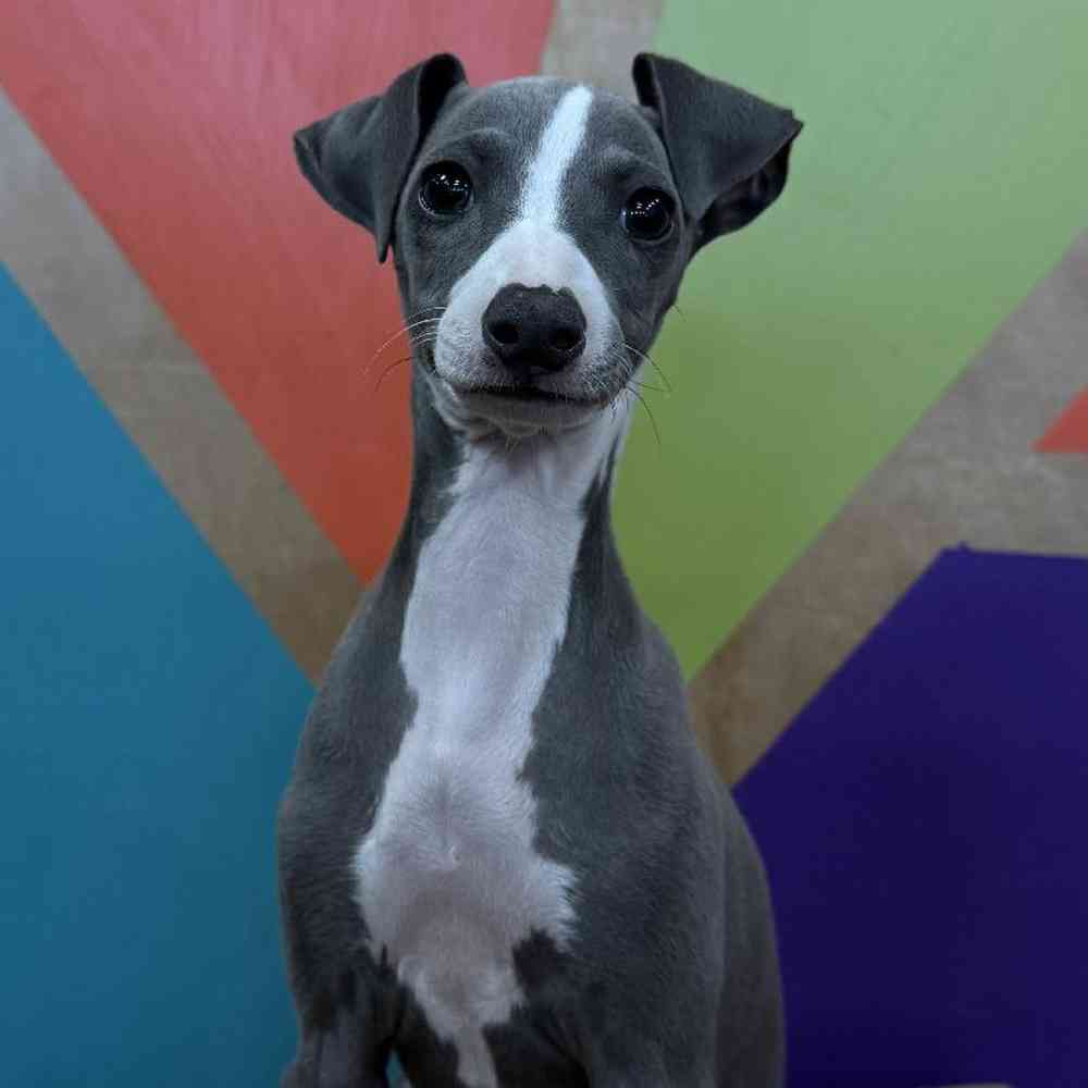 Image of a pet breed in the gallery