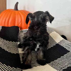 Mini Schnauzer