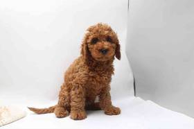 Cavapoo