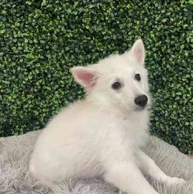 American Eskimo