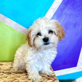 Maltipoo