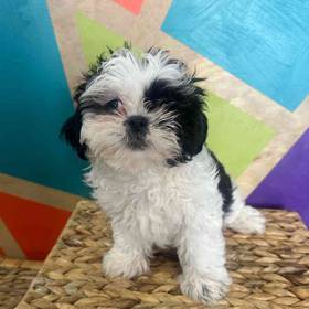 Shih Tzu