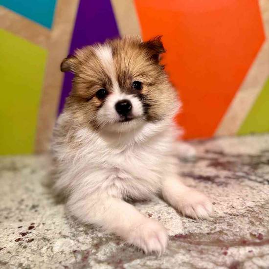 Bella