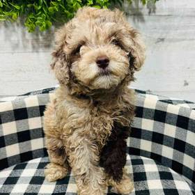 Mini Poodle