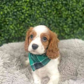 Cavalier King Charles Spaniel
