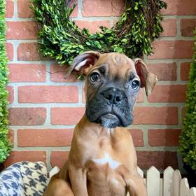 Boxer