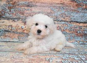 BichonPoo