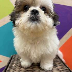 Teddy Bear