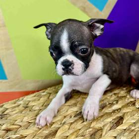 Boston Terrier