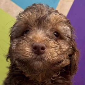 Yorkie-Poo