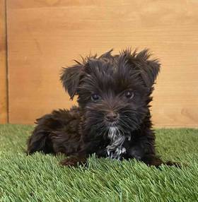 Yorkie