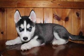 Siberian Husky
