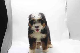 Mini Bernedoodle