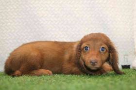 Dachshund